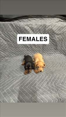 Click To View