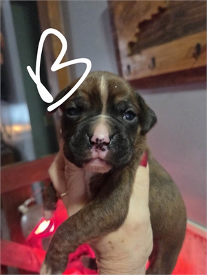 <%$ Resources:Resource, Classifieds %> - Image6