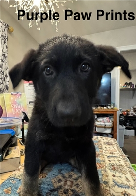 <%$ Resources:Resource, Classifieds %> - Image2