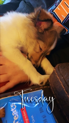 <%$ Resources:Resource, Classifieds %> - Image5